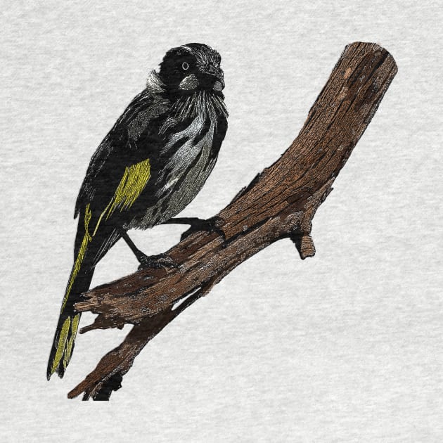 New Holland Honeyeater art by seadogprints